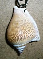 詳細Or別アングル画像1: 貝殻キーホルダー（C）