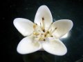 白い花（Ｂ）