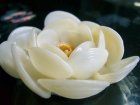 詳細Or別アングル画像2: 白い花（Ｄ）
