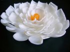 詳細Or別アングル画像1: 白い花（Ｅ）