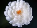 白い花（Ｅ）
