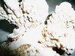画像3: 珊瑚オブジェ (3)