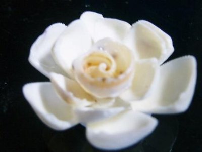 画像1: 白い花（Ｃ）