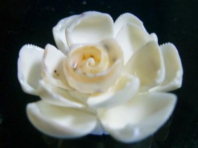 画像2: 白い花（Ｃ）
